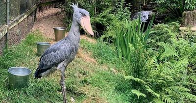 Lovesick rare 'dinosaur' bird needs a mate to save entire species
