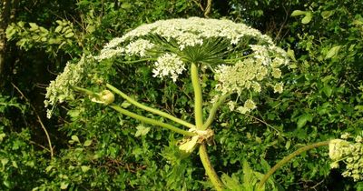 Toxic plant which causes third degree burns is spotted growing in Sunderland playing fields