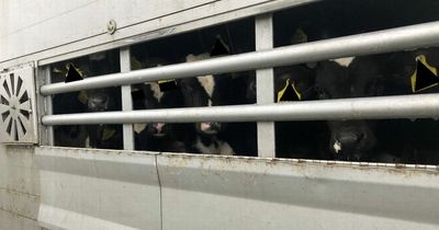 'Hungry and stressed' - We reveal the plight of thousands of animals exported live from Ireland in 'cruel trade'
