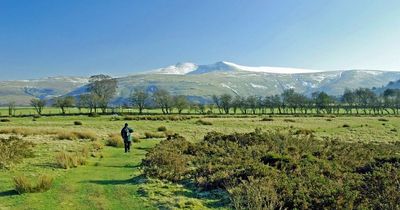 The huge penis-shaped fungus that went up in flames in Wales more than 400 million years ago