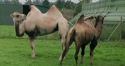 Meet the camels at Blair Drummond Safari Park in this weeks West Lothian Courier competition