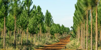 Following a fungus from genes to tree disease: a journey in science