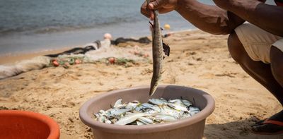 COVID hurt West and Central Africa's small-scale fishers. They need more support