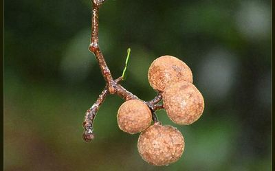 Kerala to have a Red Data Book on plants soon