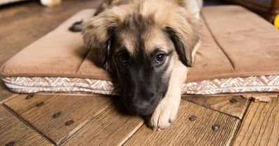 Mum demands son gives away his dog because her new fiancé is 'severely allergic'