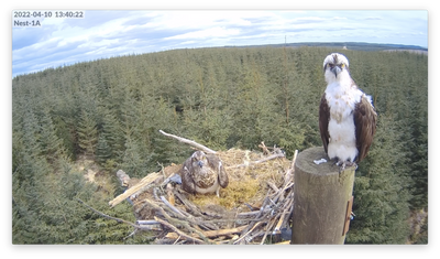 Wildlife lovers hail ‘perfect’ pair of ospreys