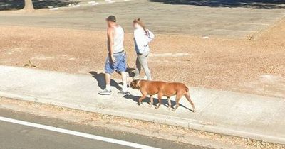 Google Maps users baffled after spotting 'six-legged dog' walking down street