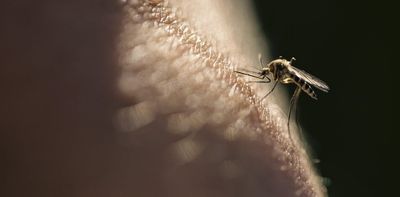 Viruses can change your scent to make you more attractive to mosquitoes, new research in mice finds