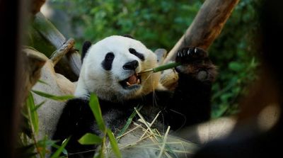 For Pandas, It’s Been Two ‘Thumbs’ up for Millions of Years