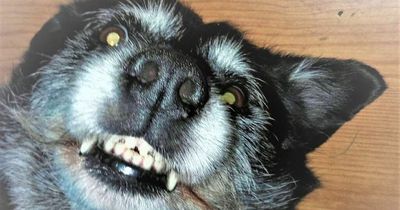 100 Little Tales : Meet Missy, the rescue dog who calmed the raging storm in Duke's heart