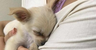 Heartbreaking note attached to puppy abandoned in airport bathroom