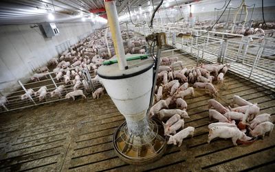 Iowa court reverses precedent on Iowa pig farm lawsuits