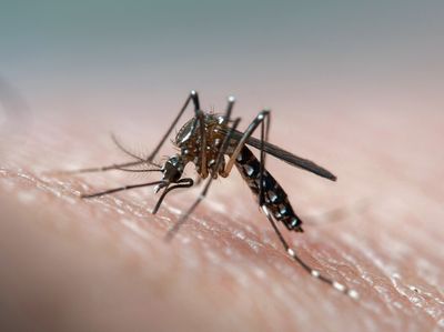 Why mosquitoes might find you irresistible. Hint: A viral lure