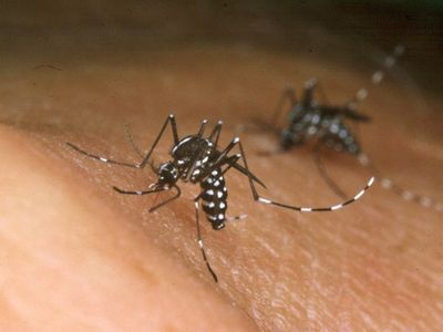 Viruses make people more attractive to mosquitoes, study finds