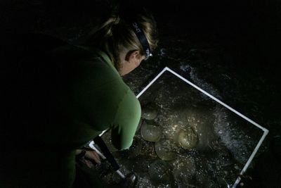 Horseshoe crabs: 'Living fossils' vital for vaccine safety