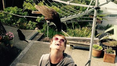 The Wellington urban sanctuary helping to save endangered native birds like the kākā