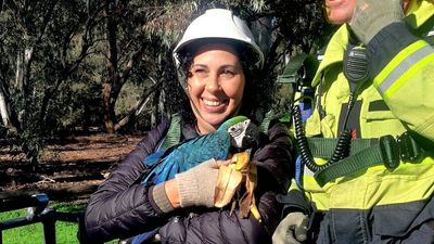 Escaped macaw reunited with owner after dramatic search and rescue saga