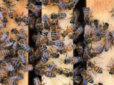 Compo calls for non-commercial beekeepers