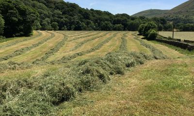 Country diary: Make hay while the sun shines? That can be tricky in Cumbria