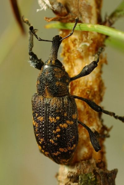Hi-tech bug monitoring system to root out weevil threat to forests