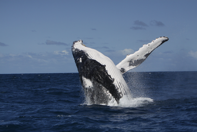 Humpback whales share culture and whole new songs across populations ‘very easily’, study finds