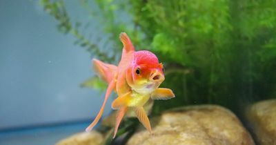 RSPCA calls for nationwide goldfish prize ban