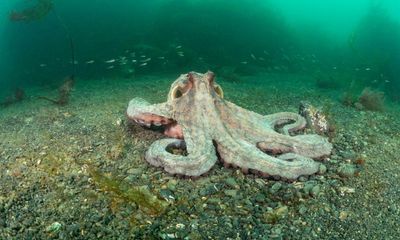 ‘Eight arms pulling you down’: octopus boom prompts joy and unease in Cornwall
