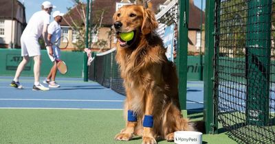 Bid to replace Wimbledon ball boys with dogs fails as they run away with them