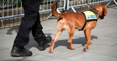 Parents warned of police sniffer dogs and random bag checks to tackle drugs in school