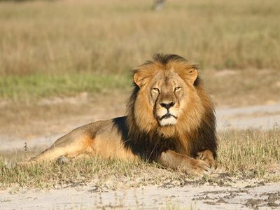 Trophy-hunters win prizes for using ‘cruel’ bows as lion population drops on anniversary of Cecil’s death
