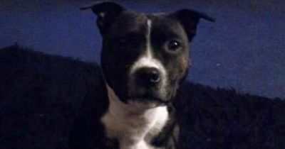 Dog owner's heartbreak as beloved Staffie is put to sleep after contact with 'UK's most dangerous plant'