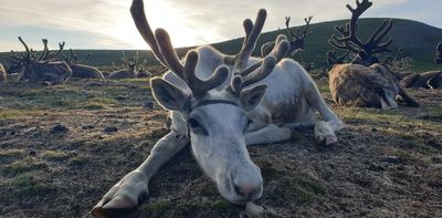 How reindeer eyes transform in winter to give them twilight vision