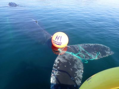 Whale of a fight: Trapped whale freed in Arctic Norway