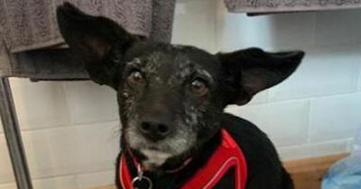 Dog with bat-like ears needs an owner who can show her world isn't a scary place