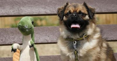 Dog with dinosaur best friend needs home - but won't leave teddy behind