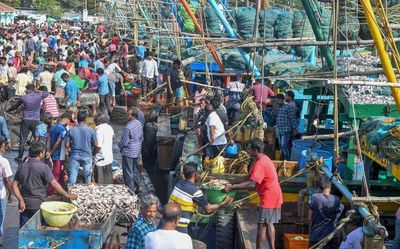 It’s a bountiful catch at Visakhapatnam Fishing Harbour post the annual fishing ban period