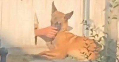 People in stitches as dog is caught 'cheating' on its owner with neighbour