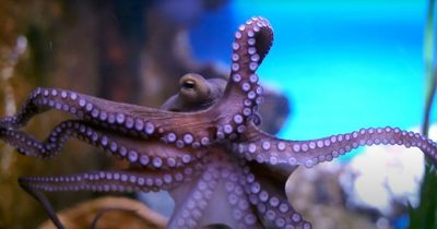 Octopus population boom as fisherman catches 150 in a day