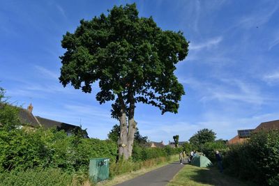 Tree Turmoil: Protester Halts Controversial Cutting Of 600-Year-Old Oak Tree