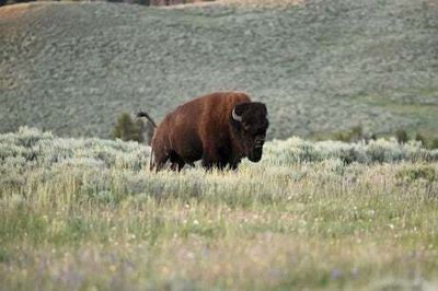 Woman, 71, attacked by bison at Yellowstone National Park in Wyoming