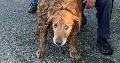 Policeman crawls into pipe to rescue lost dog after peanut butter failed them