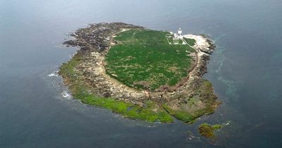 'Terrible blow' as Avian flu strikes rare bird populations on Coquet Island