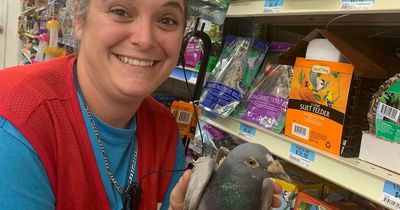 Racing pigeon takes wrong turn and ends up 4,000 miles away from UK home