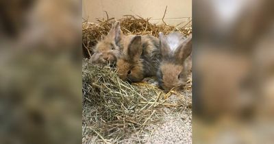 'Underweight' young rabbits found dumped in shopping bag