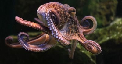 'Octopus boom' in UK waters for the first time in 70 years with 150 caught in a day