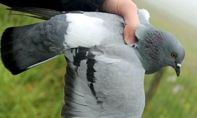 Rare wild ancestors of domestic pigeon found on Scottish islands