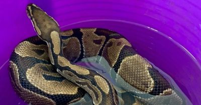 Brit startled to open seaside bin and find two abandoned pythons - and a third nearby