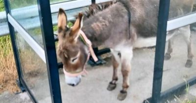 Donkey at bus stop returned home after police called