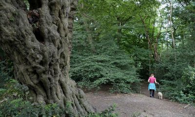 Woodland Trust calls for protections for England’s 2.1m ancient trees