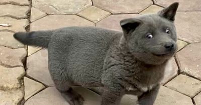 People left baffled over rare dog who looks just like a 'cat'